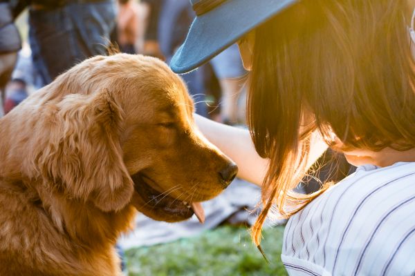 A person wearing a hat is gently petting a golden retriever outdoors, with sunlight filtering through. The dog appears content and relaxed.