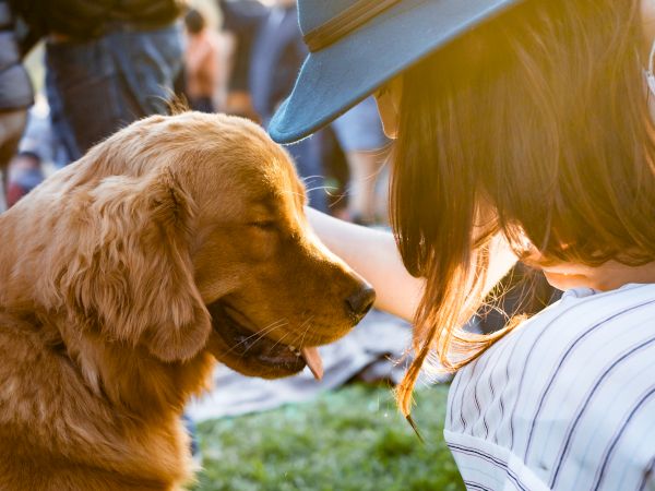 A person wearing a hat is gently petting a golden retriever outdoors, with sunlight filtering through. The dog appears content and relaxed.