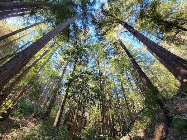 This image shows a forest with tall trees and sunlight filtering through the foliage, creating a serene and picturesque setting.