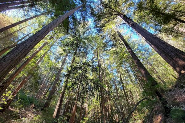 This image shows a forest with tall trees and sunlight filtering through the foliage, creating a serene and picturesque setting.