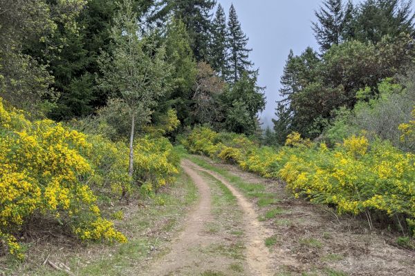 A dirt path winds through a forest with lush foliage and yellow flowers on either side, surrounded by tall trees under a cloudy sky.