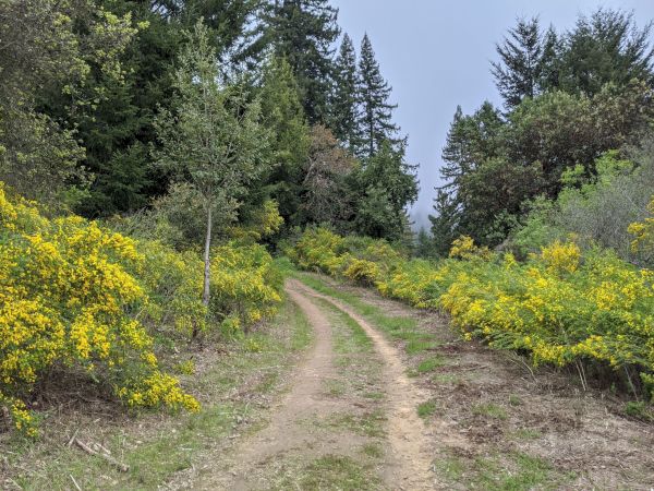 A dirt path winds through a forest with lush foliage and yellow flowers on either side, surrounded by tall trees under a cloudy sky.