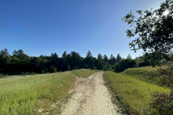 A dirt path winds through grassy fields toward a forest under a clear blue sky, with trees on either side.