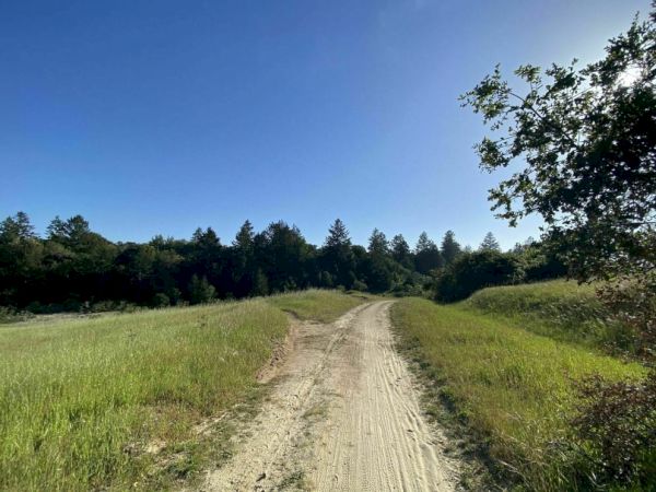 A dirt path winds through grassy fields toward a forest under a clear blue sky, with trees on either side.