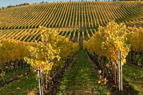 A vineyard with rows of grapevines featuring yellow leaves under a clear sky, stretching over a rolling hillside.