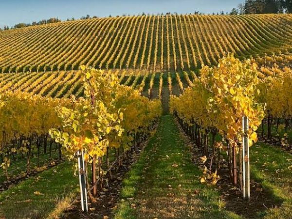 A vineyard with rows of grapevines featuring yellow leaves under a clear sky, stretching over a rolling hillside.