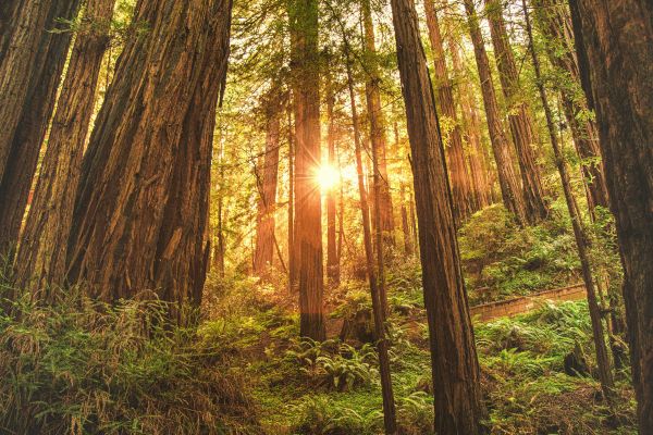 The image shows a sunlit forest with tall trees and lush green undergrowth. Sun rays filter through the trees, creating a serene and inviting atmosphere.