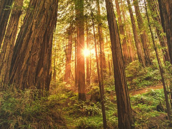 The image shows a sunlit forest with tall trees and lush green undergrowth. Sun rays filter through the trees, creating a serene and inviting atmosphere.