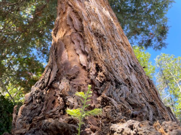 The image shows a close-up of a tall tree's trunk, with a small green seedling at the base, against a clear blue sky and surrounding greenery.