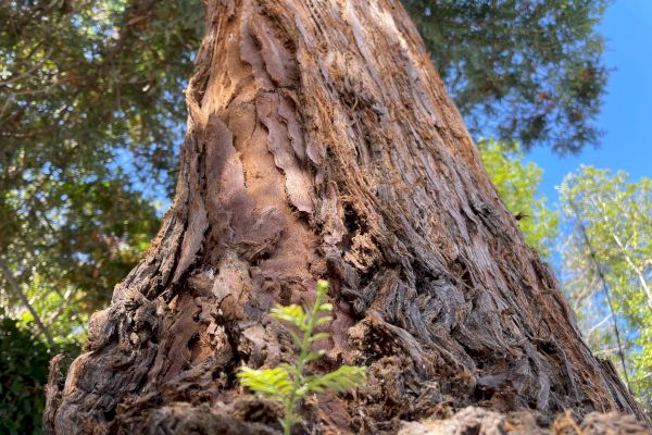 The image shows a close-up of a tall tree's trunk, with a small green seedling at the base, against a clear blue sky and surrounding greenery.