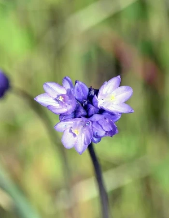 A close-up of a cluster of purple flowers with a blurred green and brown background, capturing a natural setting.