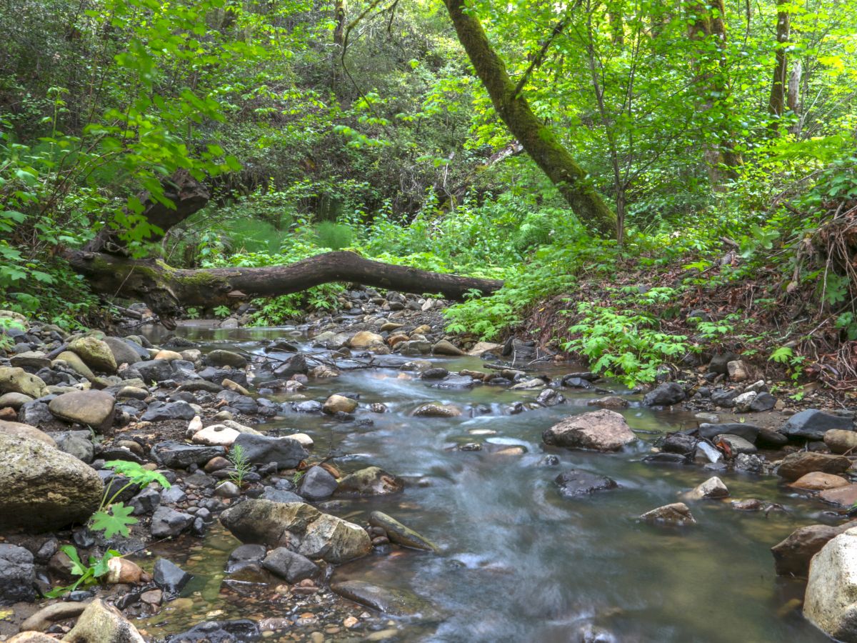 A serene forest scene with a small, rocky stream flowing through lush green vegetation and a fallen tree across the water.