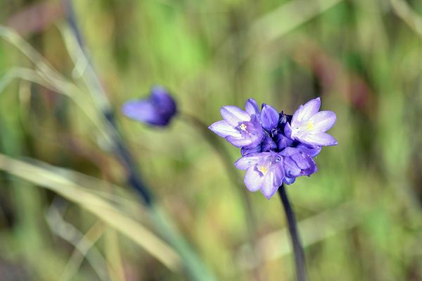 A close-up of delicate purple flowers with a blurred green background for contrast.