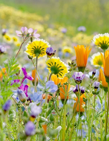 A vibrant meadow with various wildflowers in full bloom, showcasing a medley of colors such as yellow, orange, purple, and white blossoms.