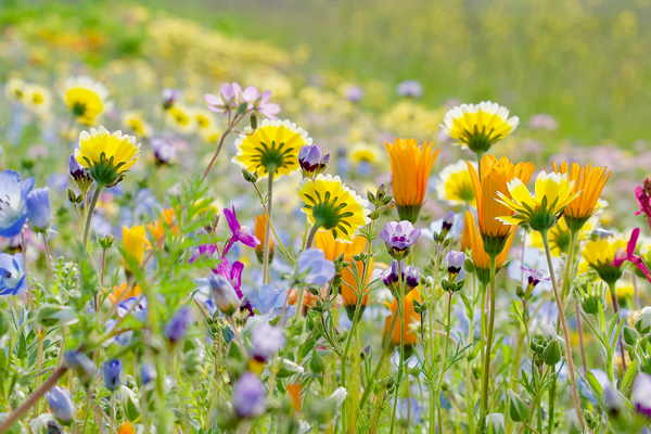 A vibrant field of wildflowers with yellow, orange, purple, and blue blooms creates a colorful and lively spring scene.